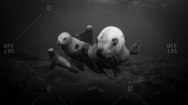 Steller sea lions swimming underwater