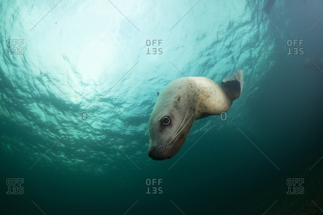 Steller sea lion underwater