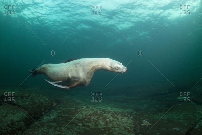 Steller sea lion underwater, Canada