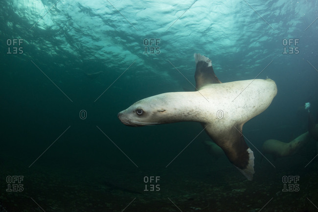 Steller sea lion swimming underwater