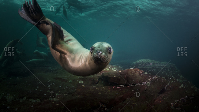 Sea lions swimming underwater
