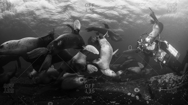 Sea lion underwater, Canada