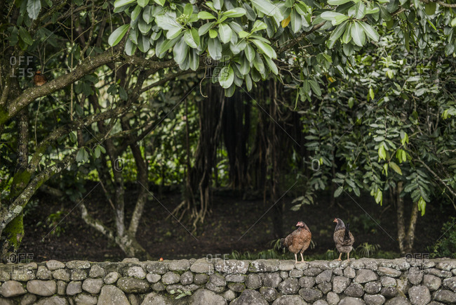 Chickens on a rock wall, Mo\'orea Island, French Polynesia