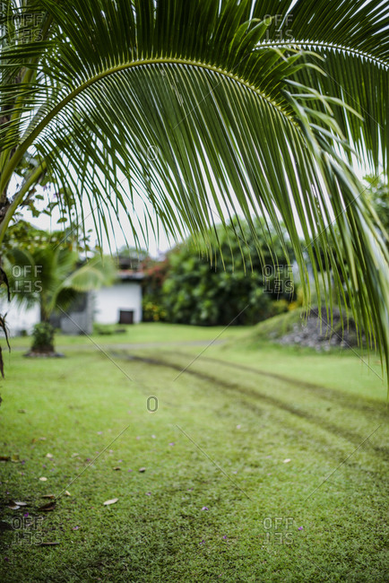 Palm tree leaves close up, Mo\'orea Island, French Polynesia