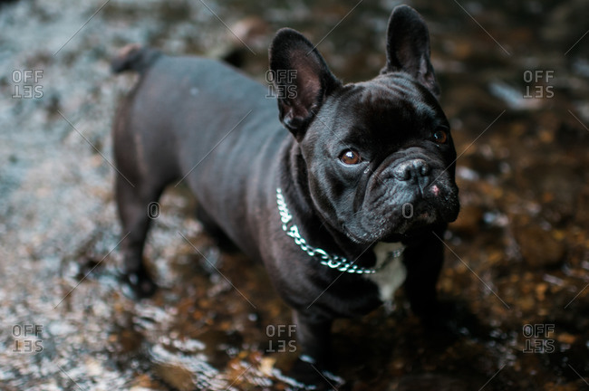 Portrait of a black French bulldog standing in water