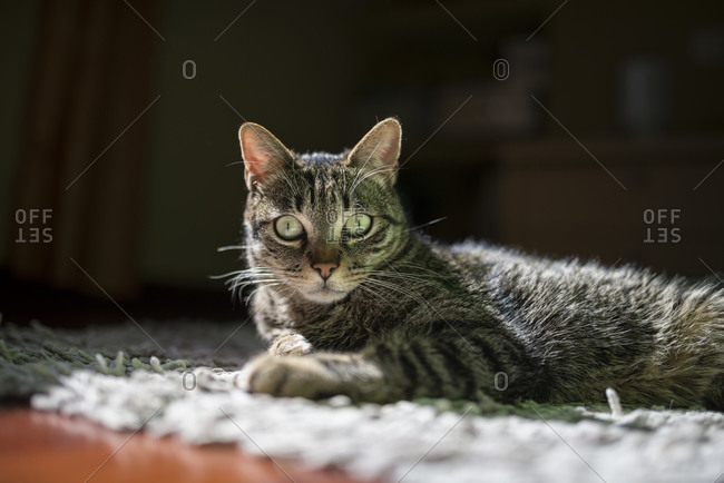 Portrait of starring cat lying on a carpet at home