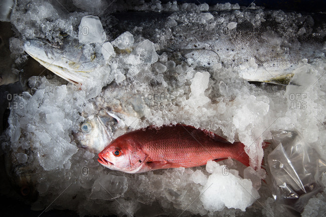 Fresh fish in with red tones on ice at a market in the town of Sayulita, Mexico