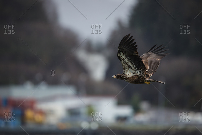 Juvenile bald eagle flying near buildings on the Alaskan coast
