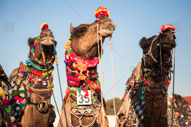 Camel decorated for competition Bikiner Camel Fair, Rajasthan, India
