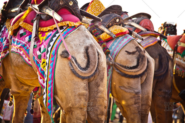 Camels decorated for competition Bikiner Camel Fair, Rajasthan, India