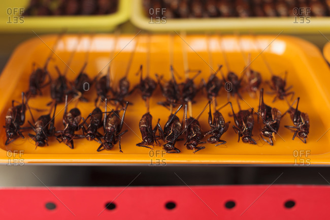 Insects on sticks in China