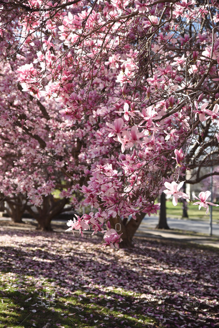 Magnolia tree in full bloom with pink flowers