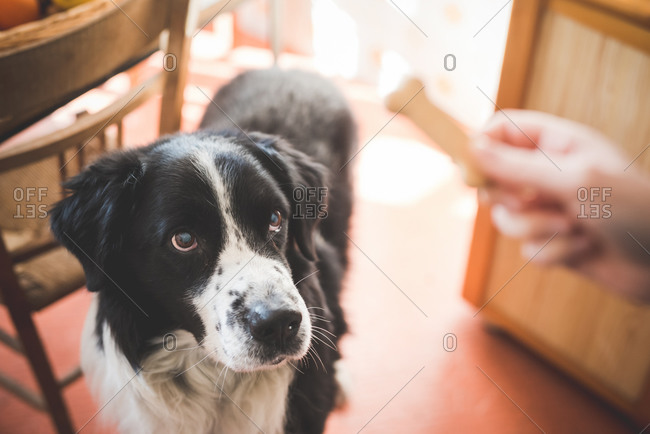 Portrait of dog staring at owners hand and dog biscuit