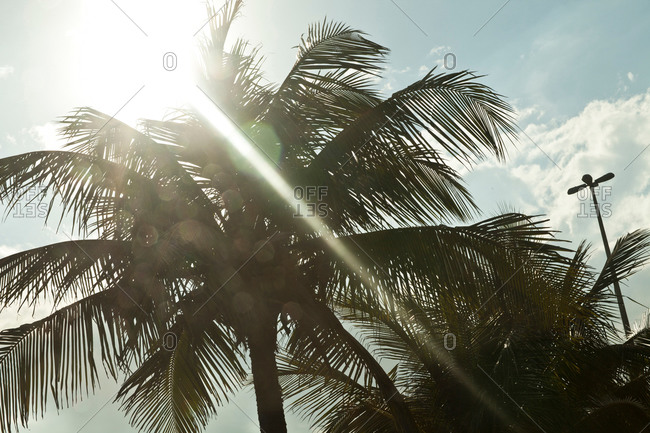 Palm trees and sunshine, Rio de Janeiro, Brazil