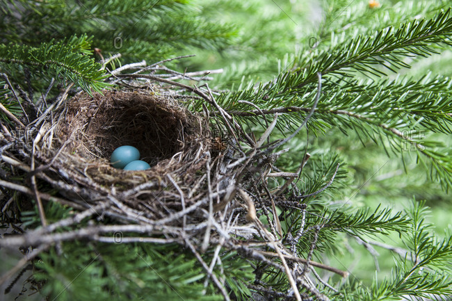 Bird eggs in a nest in Glacier National Park, Montana.
