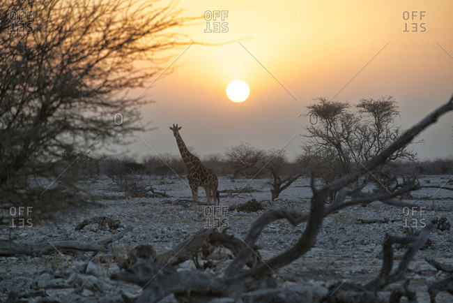 A giraffe at the Okaukuejo Camp waterhole in Etosha National Park, Namibia