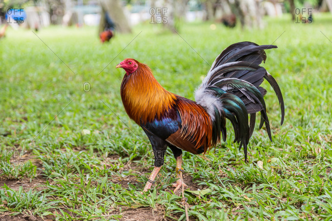 Rooster with long black tail feathers in Philippines