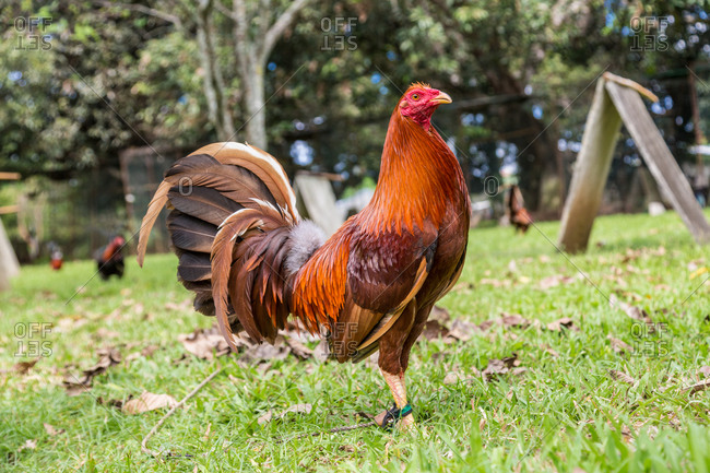 Fighting rooster in grass in Davao, Philippines