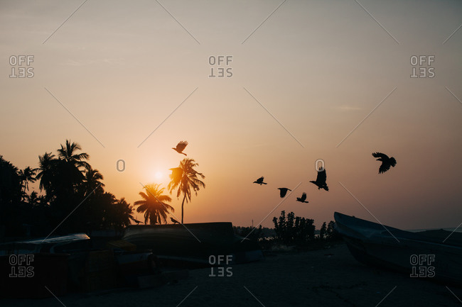 Birds flying over shore, Sri Lanka