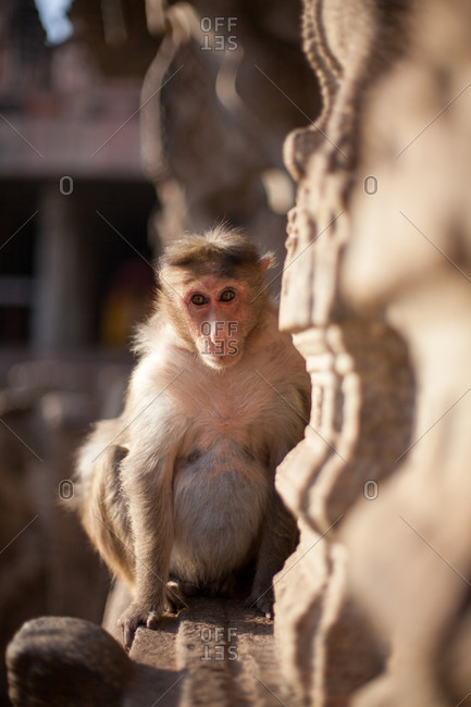 Monkey sitting on building ledge