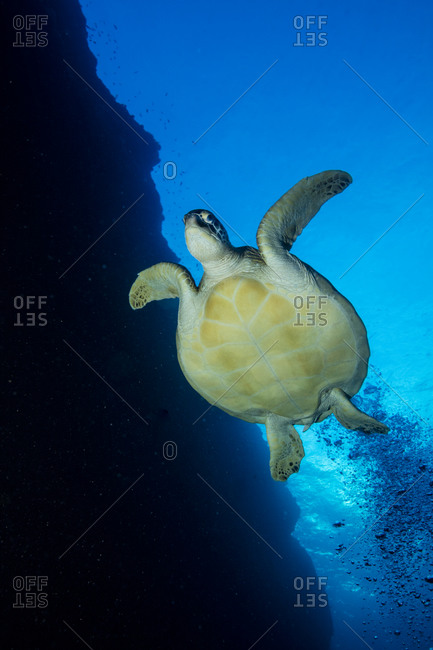Green sea turtle in the ocean