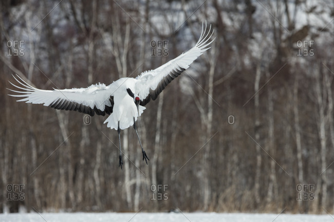 Red crowned crane flying