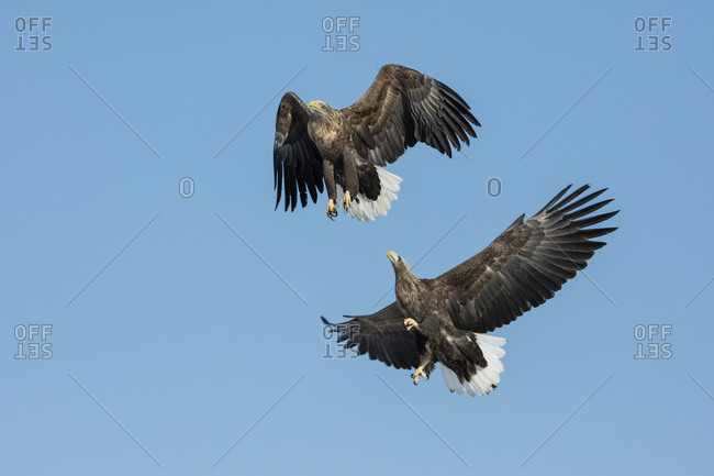 A pair of white-tailed eagles in flight