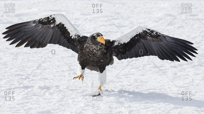 Sea eagle standing on snow packed ground in Hokkaido, Japan