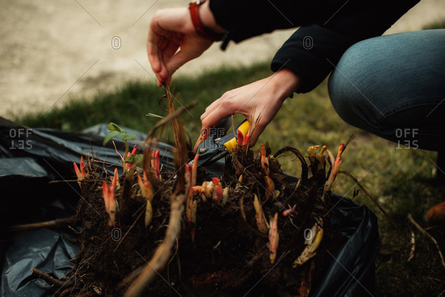 Close up of hands pruning bulb plants in the spring