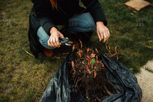 Woman pruning bulb plants in the spring