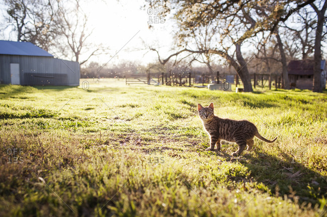 Tabby cat on a farm