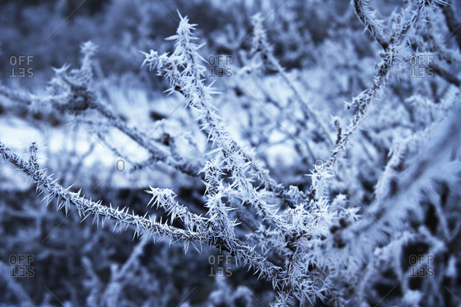 Close up of frost on tree branches