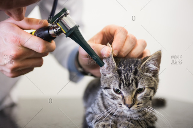 Veterinarian examining ear of kitten with otoscope in clinic