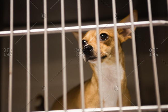 Chihuahua dog in cage at veterinary clinic