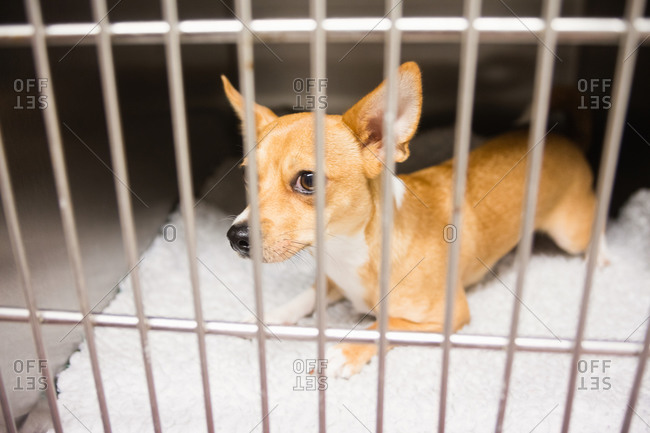 Chihuahua dog in cage at veterinary clinic