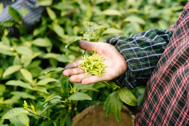Close up of a woman holding hand full of tea leaves in tea field