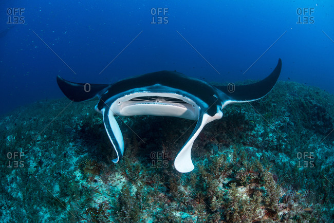 Reef manta ray (Manta alfredi) swimming around an underwater pinnacle north of the Yucatan Peninsula to be cleaned of parasites by labrid fish, Cabo Catoche, Quintana Roo, Mexico