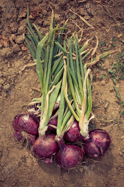 Red onions on garden soil