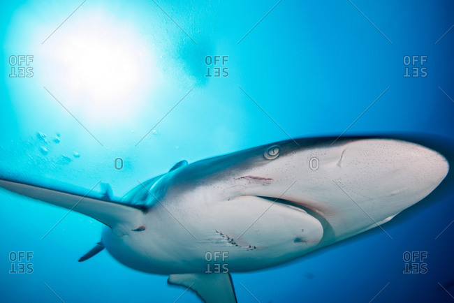 A female silky shark with bite marks inflicted by a male during mating, Socorro Island, Mexico
