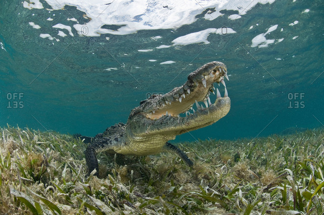 American crocodile (crocodylus acutus) in clear waters of Caribbean, Chinchorro Banks (Biosphere Reserve), Quintana Roo, Mexico