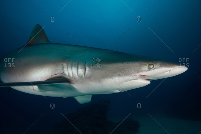 Female silky shark with bite marks, probably received during courtship ritual, Socorro Island, Revillagigedo, Mexico