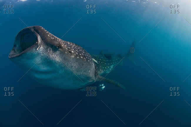 Whale shark (rhincodon typus) feeding on fish eggs in the caribbean waters of Isla Mujeres, Mexico