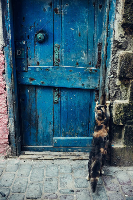 Cat scratching doorway in Morocco