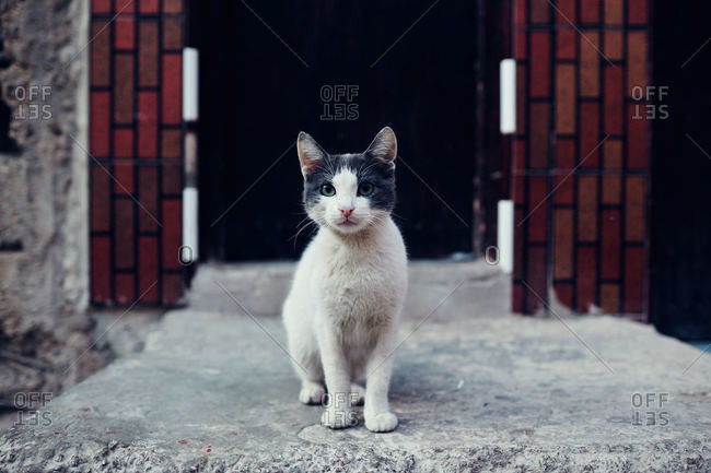 Cat by building, Morocco