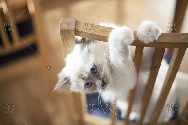 Playful cat hanging on the back of a chair