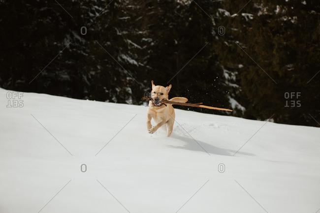 Yellow lab running with a stick across a snowy hill