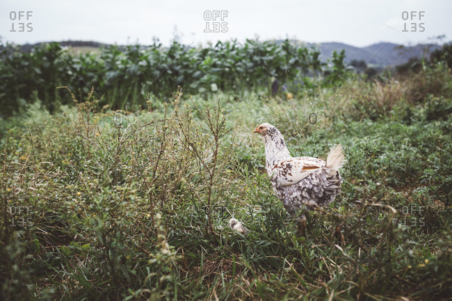 Chicken by a tobacco field