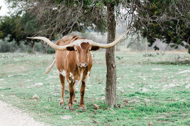Texas longhorn in a rural setting