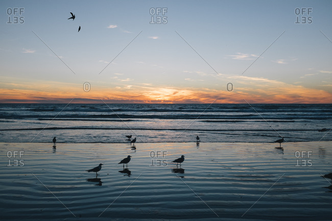 Birds on the ocean shore