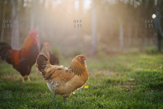 Free range chickens on a farm